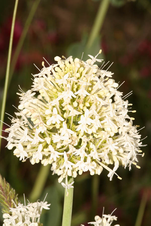 Centranthus ruber albino/ Camarezza comune bianca